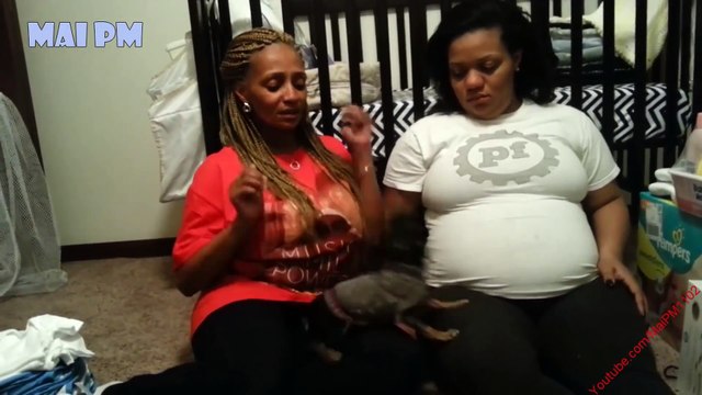 Cute Dog Protects Pregnant Belly Best Videos Compilation