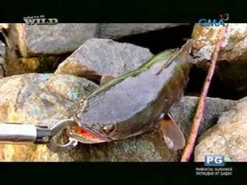 Isdang snakehead o 'black mask,' umuubos ng tilapia sa Pantabangan Dam