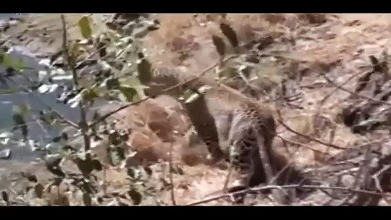 Luftë e çmendur mes anakondës dhe jaguarit, ja kush del fitues!