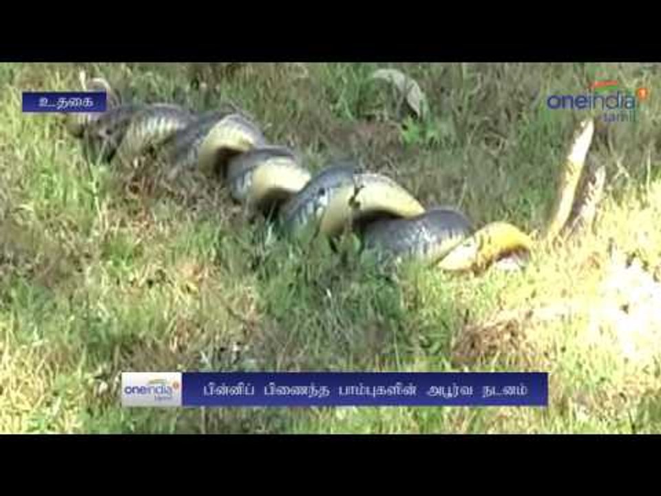 Sankes dance in Coonoor hill road  - Oneindia Tamil