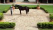 Horses for Kids - Drone Horses Video - Farm Ani adevgwer