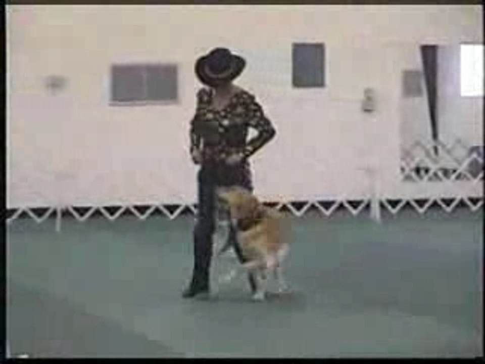 Obéissance Rythmée : Carolyn & Rookie (Choré n°2)