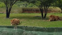 Une lionne essaie d'attaquer les visiteurs d'un parc safari