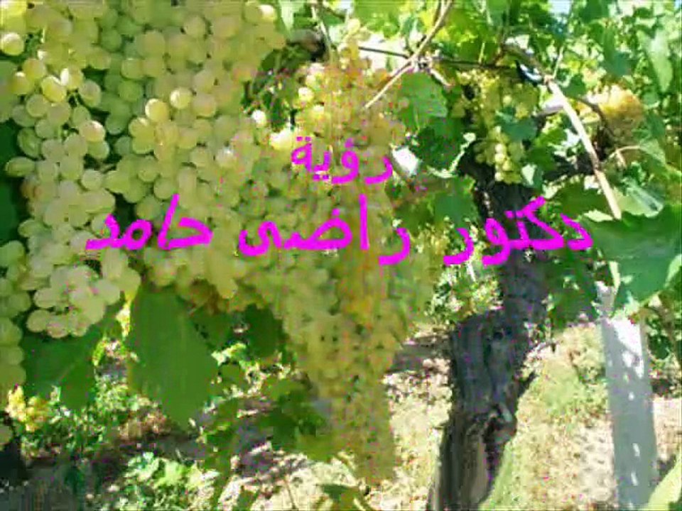دون عنوان