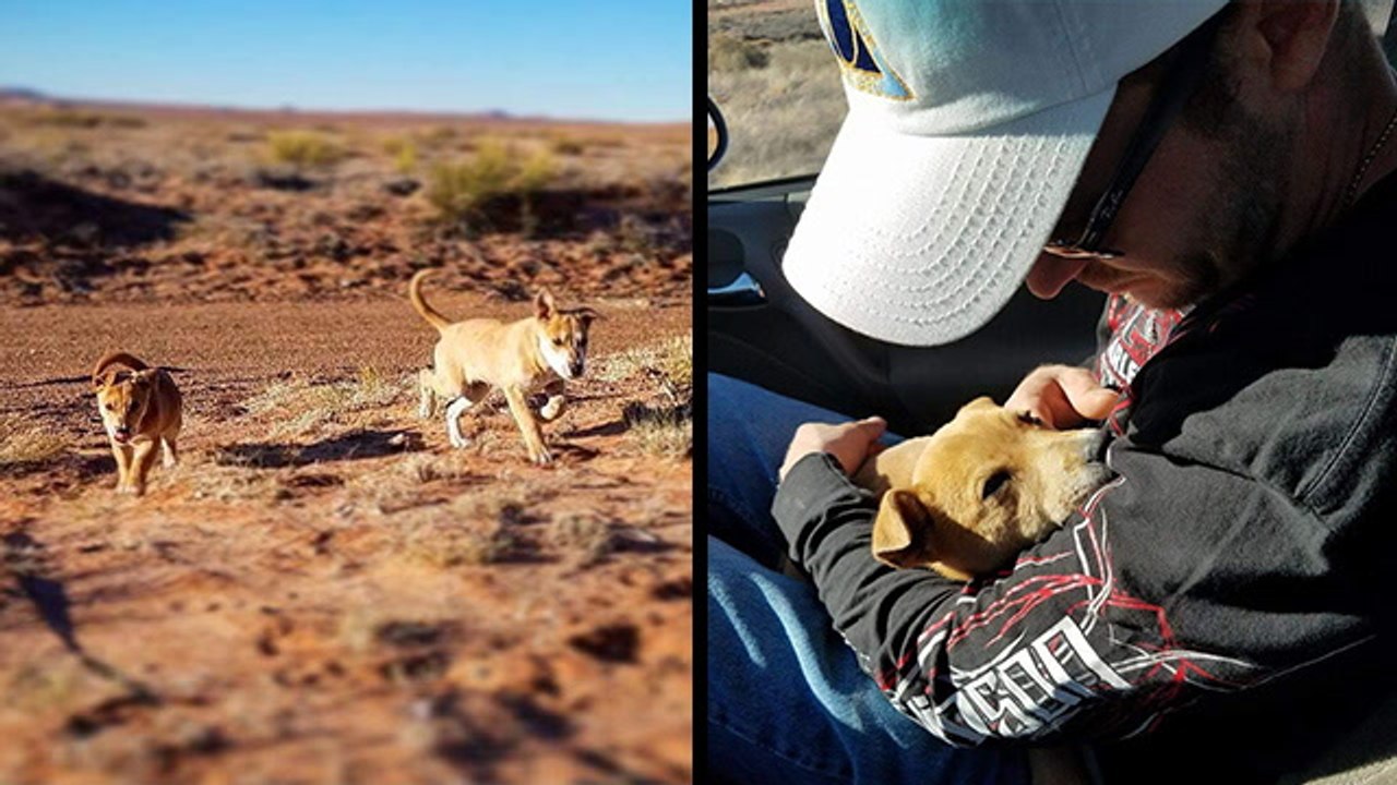 Brothers Rescue Abandoned, Starving Desert Puppies - video Dailymotion