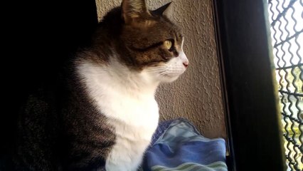 Construct 3 vira esse mês (28 de Março) e Promoção Construct 2!