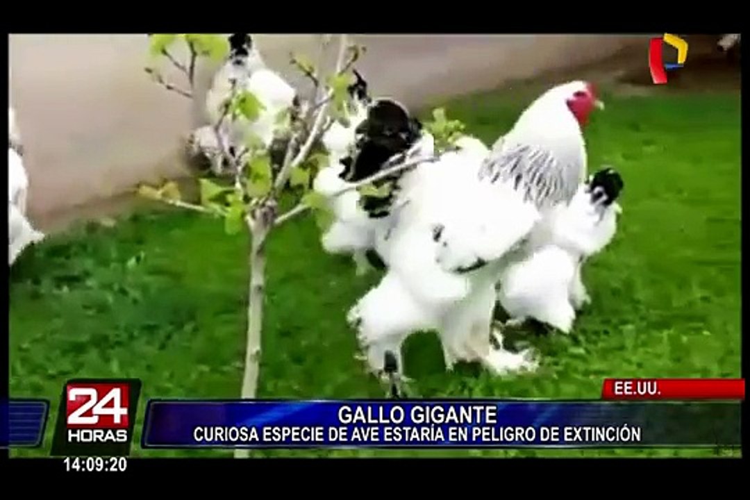 El video del pollo gigante no es falso, pero sí es muy perturbador