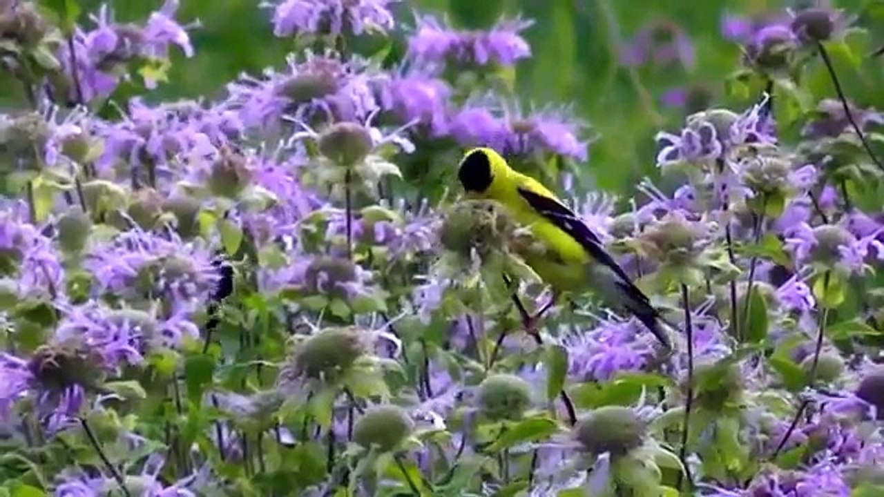 И птицы кошки для на Это дорожка белочки в Кому Это видео смотреть лесистая местность