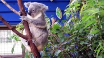 Cute Koalas Playing  Funnyny Pets]