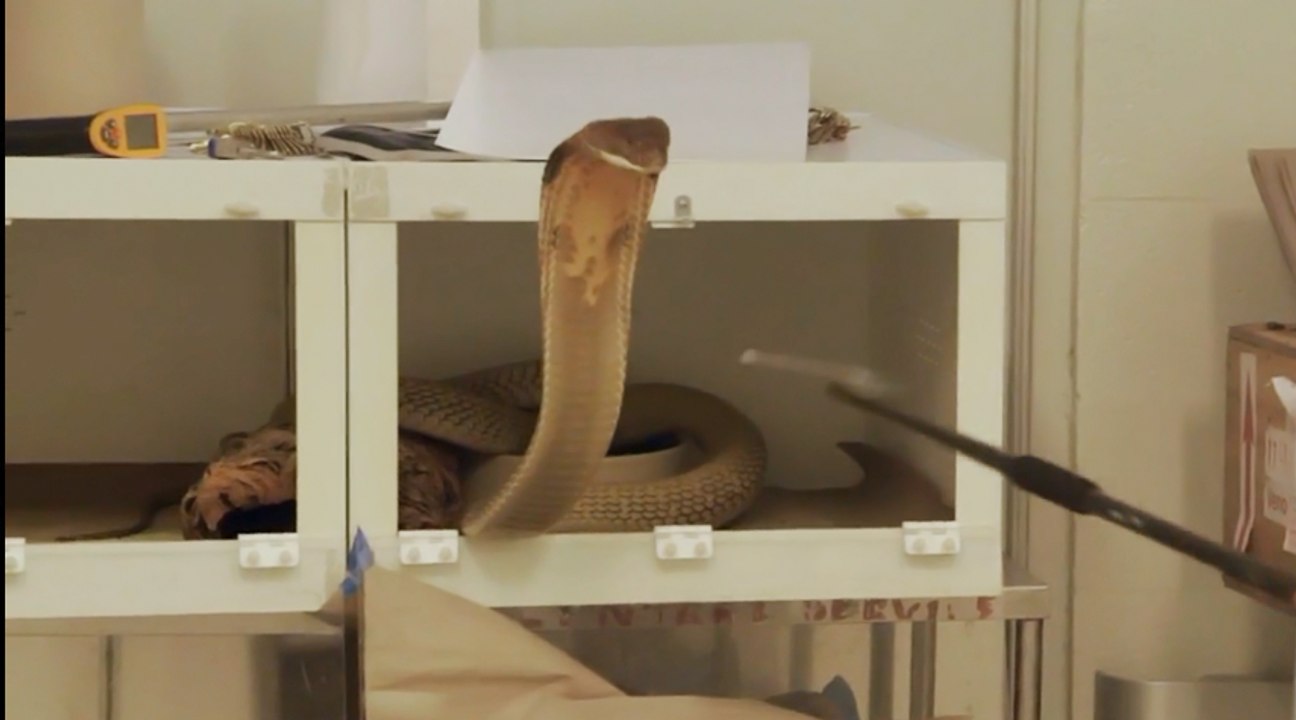 Transporting A Male King Cobra