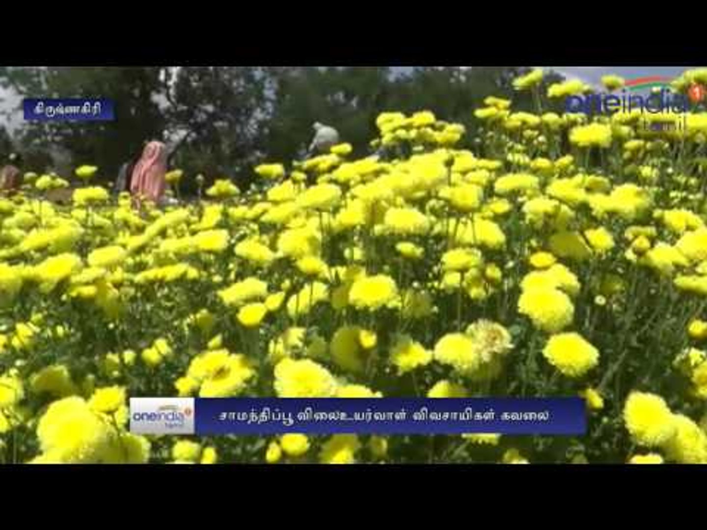 Ayutha Poojai Samanthi Poo Sales High But Shortage Of Flowers Worry Farmers Oneindaia Tamil Video Dailymotion