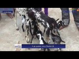 Goat delivers six kids near Sivagangai- Oneindia Tamil