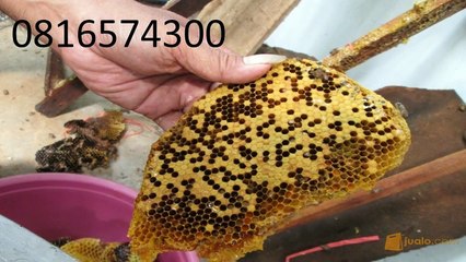 0816574300 Jual Madu Anak Sarmi