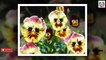 Amazing Flowers Looks Strange - Most Amazing Flowers In The World-I8f4Y