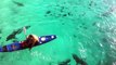 Galapagos Sharks Feeding Off of Ascension Island-IfJEHTs0n4o