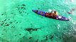 Galapagos Sharks Feeding Off of Ascension Island