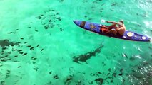 Galapagos Sharks Feeding Off of Ascension Island-IfJEHTs0n