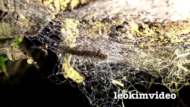 Big Hairy Scary Spider Secret Shy Life & Spider Poop p6FCHAe430