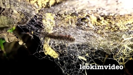 Big Hairy Scary Spider Secret Shy Life & Spider Poop--p6FCHAe430