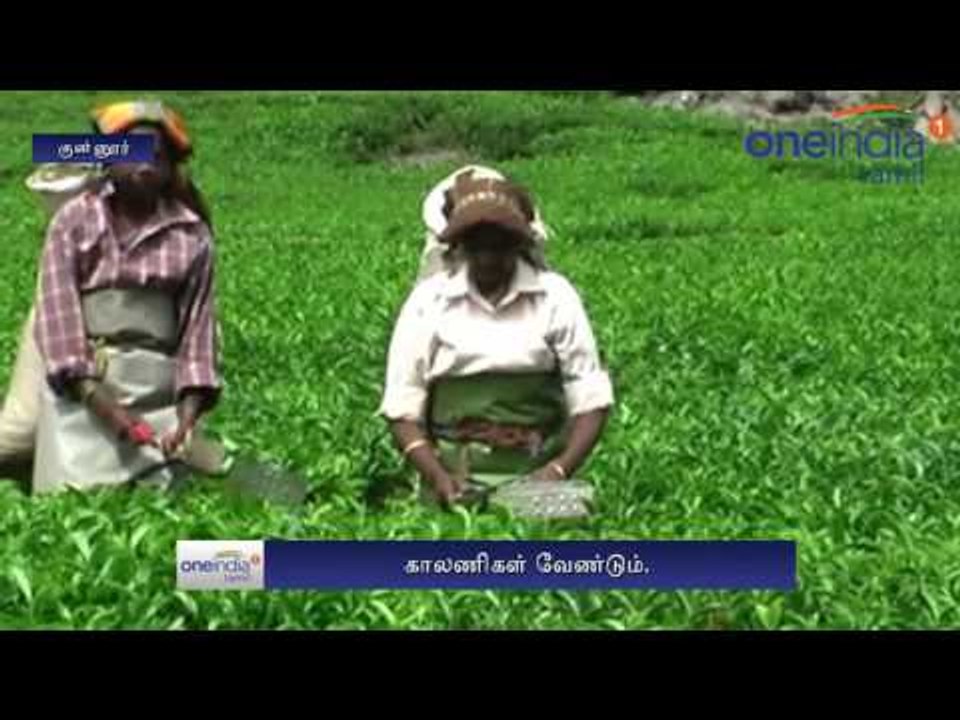 Leeches in Tea Estate | Nilgiri tea estate employees demand footwears