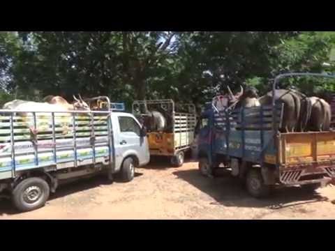 Jallikkattu 35 arrested Sivagangai | சிவகங்கையில் தடையை மீறி ஜல்லிக்கட்டு - Oneindia Tamil