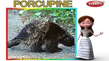 Porcupine Nursery Rhyme | Animal Rhymes | Nursery Rhymes With Lyrics | Nursery Rhymes 3D Animation