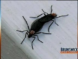 Pulling The Dead Weight Of A Male Around