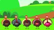 Five Little Turkeys | Thanks Giving Song