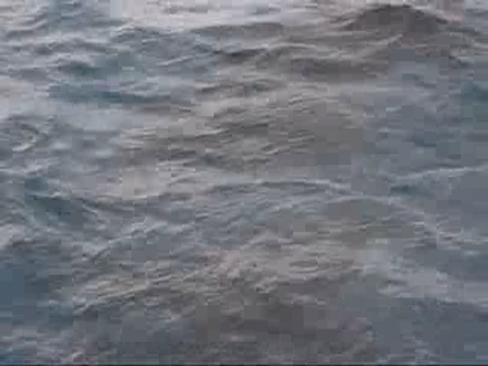 Orca Whale Watching New Zealand