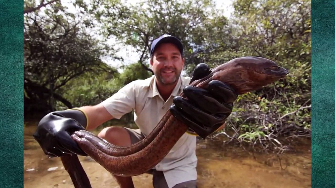 5 animals have the ability to generate electricity