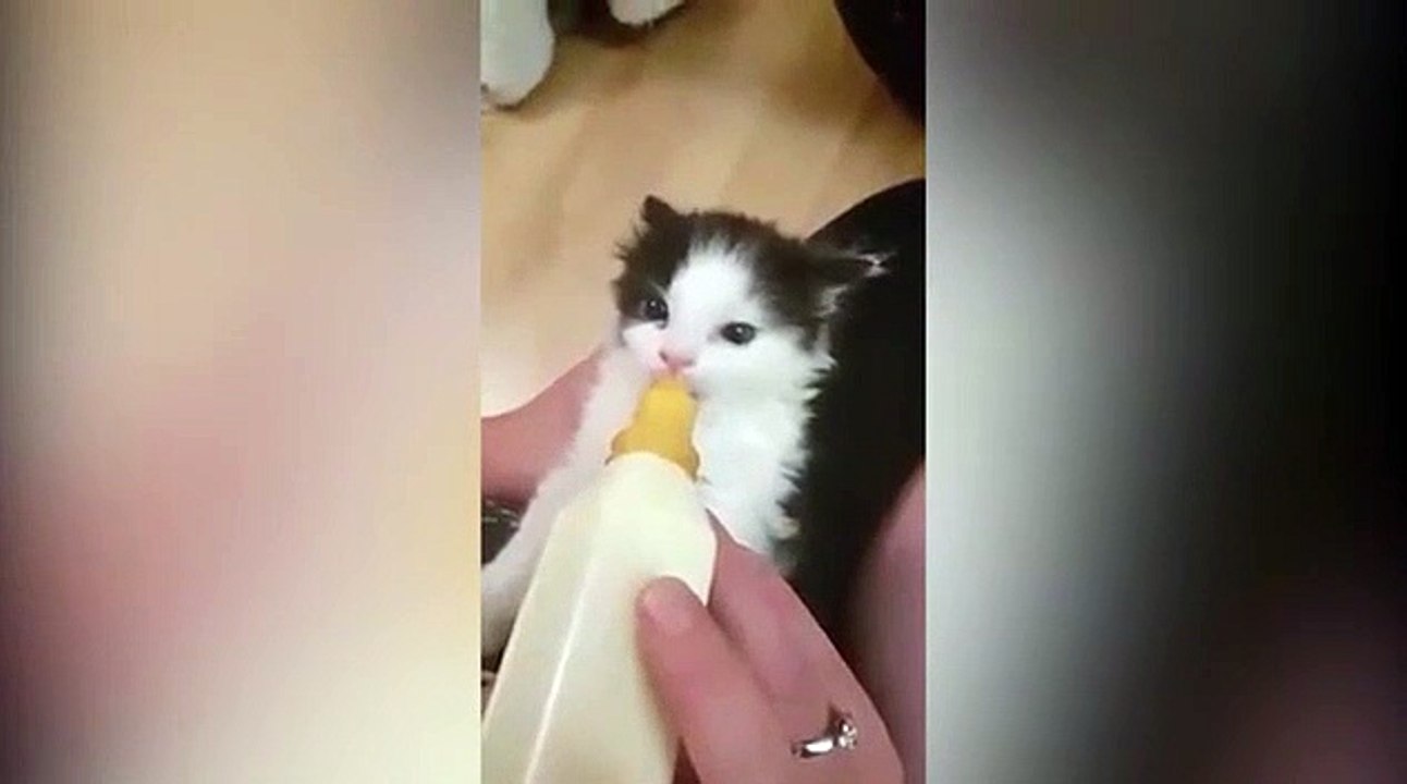 Regardez ce que ce petit chaton fait en tétant son biberon... c'est tellement adorable