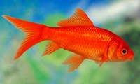 Carassius auratus (fancy or common goldfish) profile and its care facts. Watch video !!!l