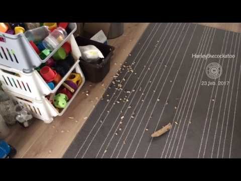 Cockatoo Witnesses Clean Kitchen Floor and Sees It as a Challenge