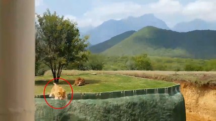 Une lionne tente d'attaquer les visiteurs d'un parc safari.