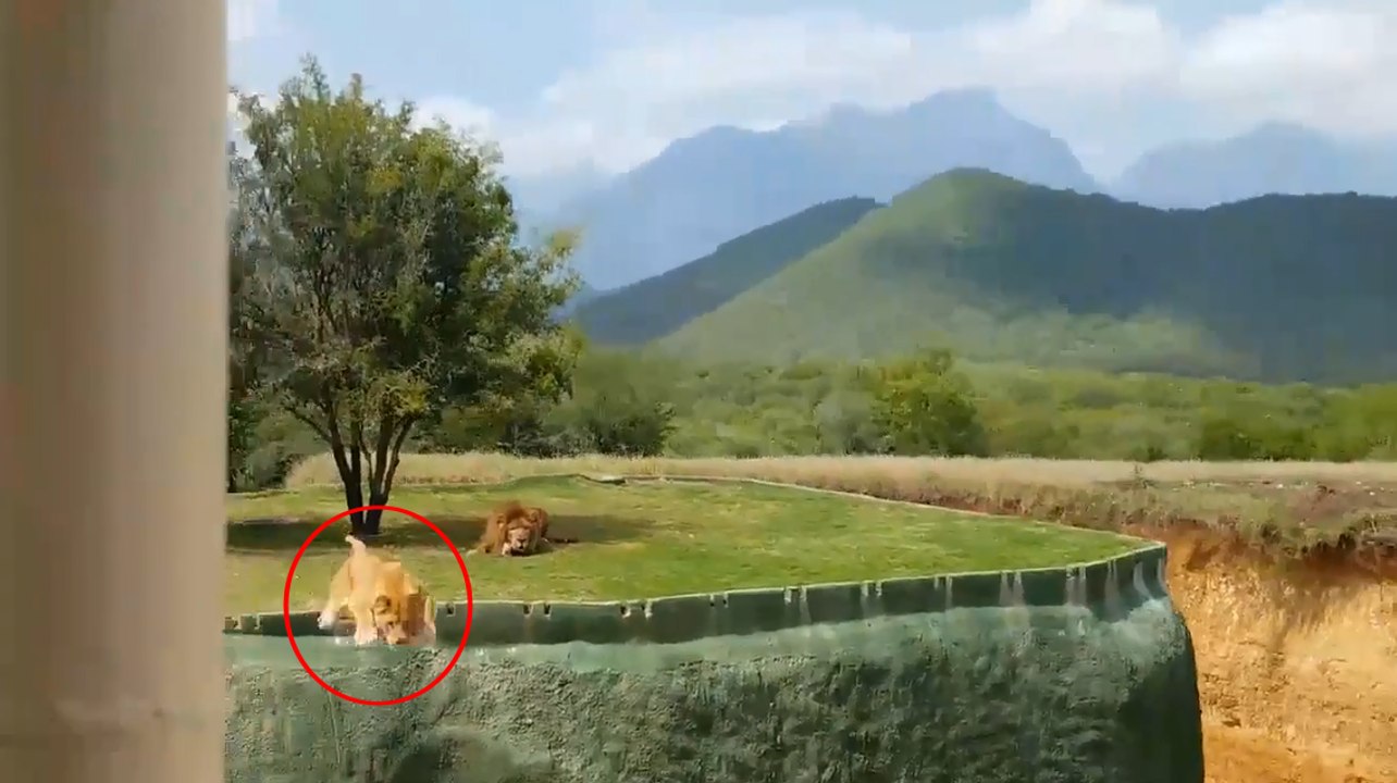 Une lionne tente d'attaquer les visiteurs d'un parc safari.
