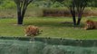 Une lionne tente d'attaquer des touristes pendant un safari... Ambitieuse!!!