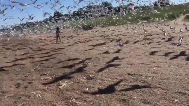 Ne jamais embeter les mouettes sur la plage. Surtout quand elles sont un bon millier