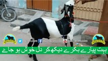 357 || Bakra Qurbani || Heavy Bakra Qurbani in Pakistan || Bakra Mandi ||