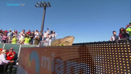 Un iguane s'invite dans un match de tennis à Miami
