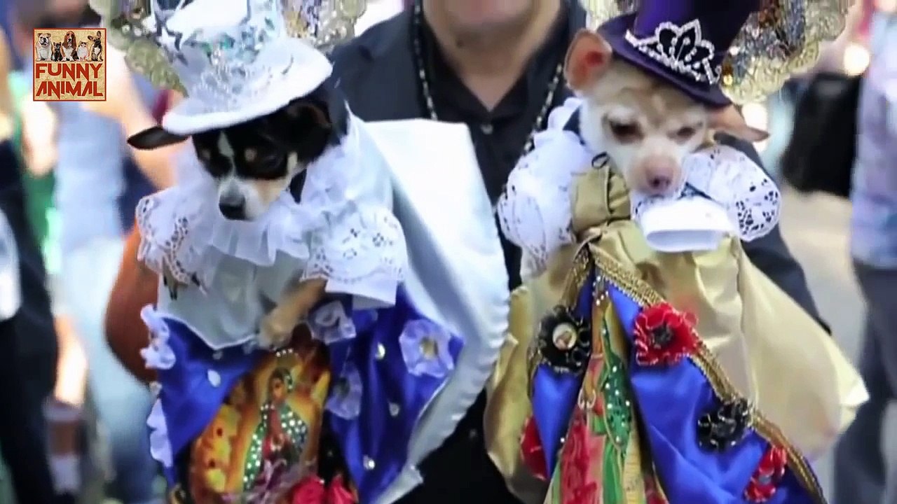 Cats and Dogs Wearing Halloween Costumes Compilation NEW 2017