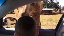 Un enfant en panique se fait 'attaquer' par un lama lors d'un safari dans un zoo