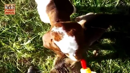 Cute And Funny Baby Goats Compilation Today