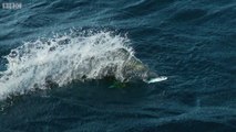 Traque d'un Poisson volant par un poisson et un oiseau en même temps !