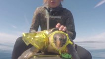Sauvetage d'une tortue coincée dans du plastique et filets