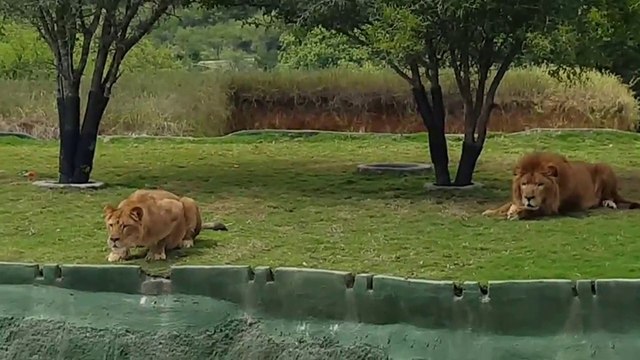 Une lionne tente d'attaquer des visiteurs