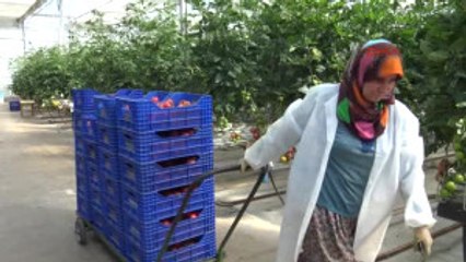 Bu Domatesler Çok Farklı