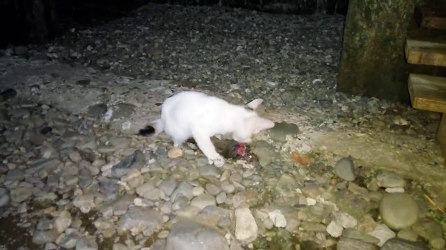 what is in the eating cat | cats eat well