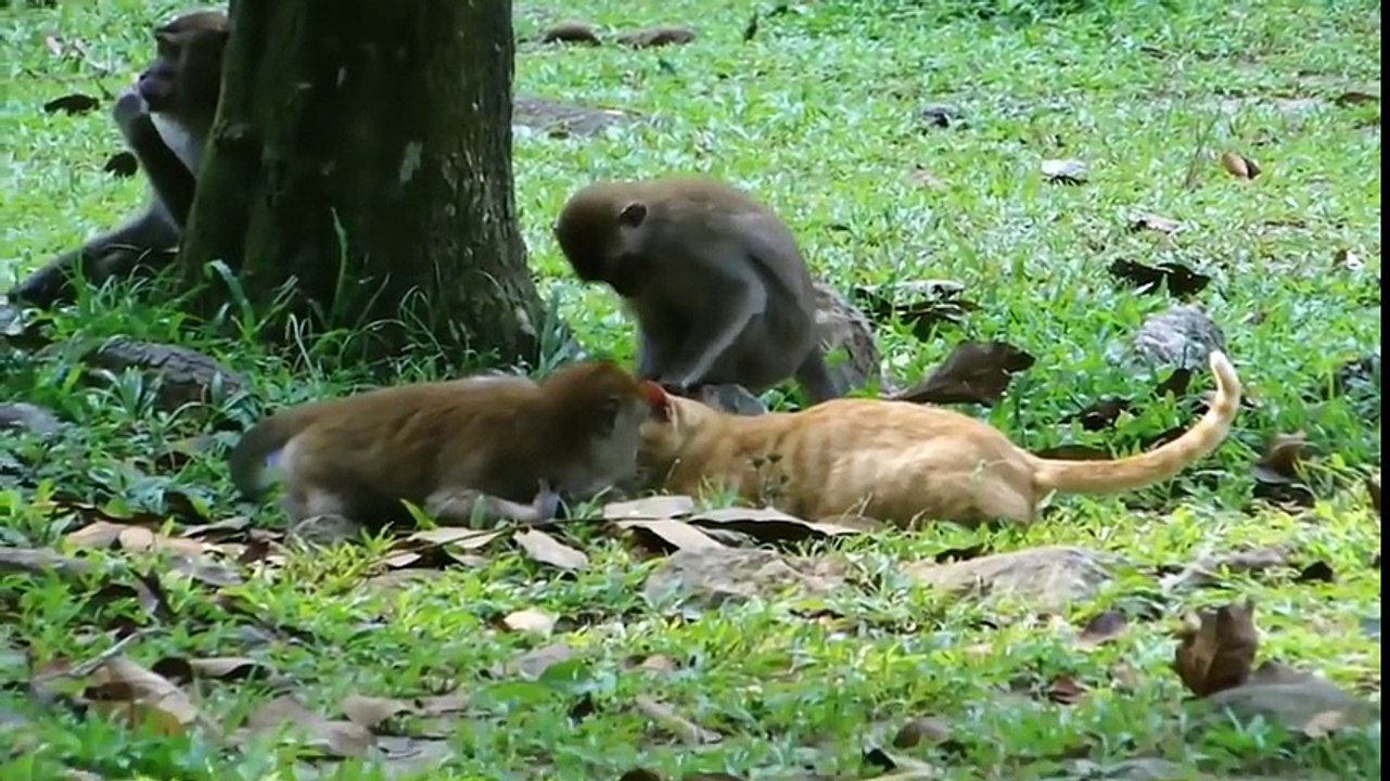 Monkeys VS CATS (HD) [Trip Burger Pets]