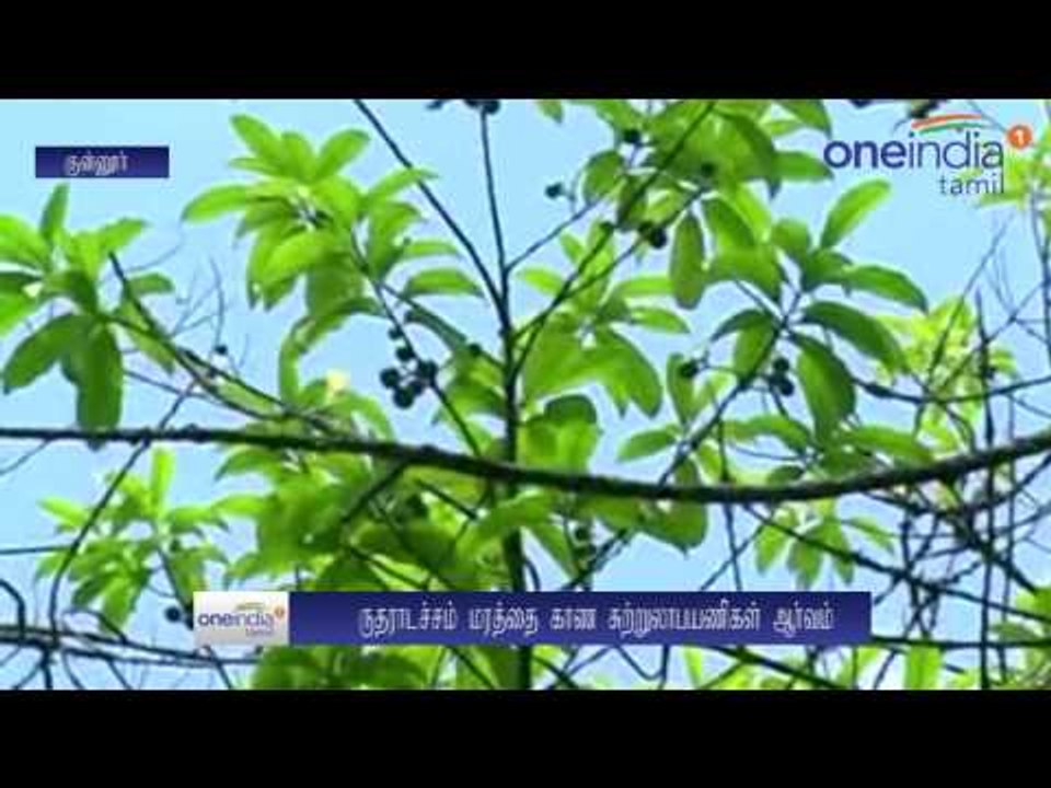 Rudraksha Tree in Coonoor | குன்னூரில் காய்த்து குலுங்கும் ‘ருத்ராட்ச மரம்’