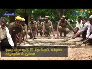 100 Snakes Caught in Residential Area | Krishnagiri